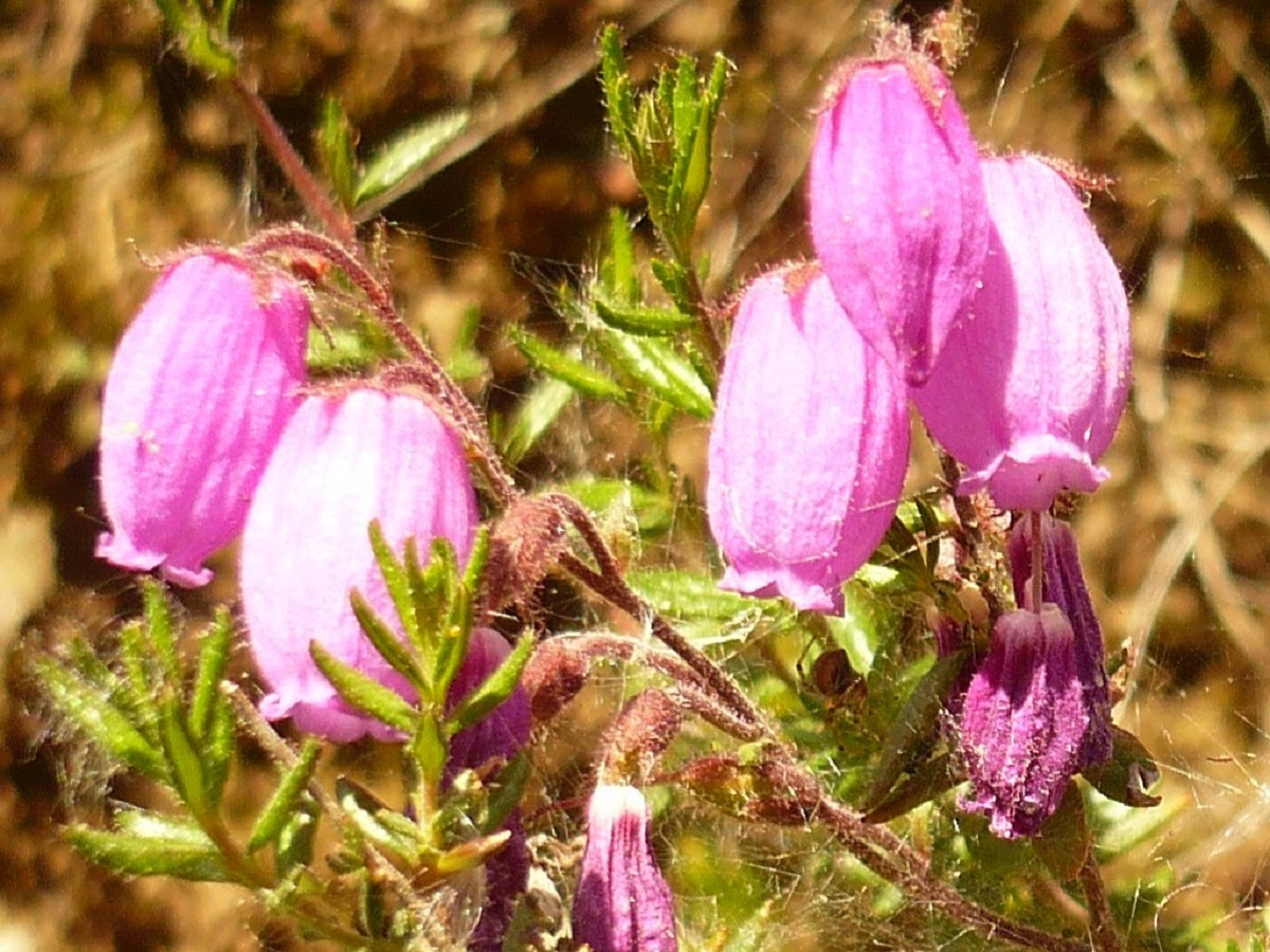Daboecia cantabrica (Ericaceae)